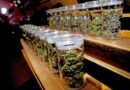 Legalización cannabis acelera consumo y los problemas de salud