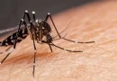 El país podría enfrentar epidemia por dengue si casos siguen en aumento, advierte MSP