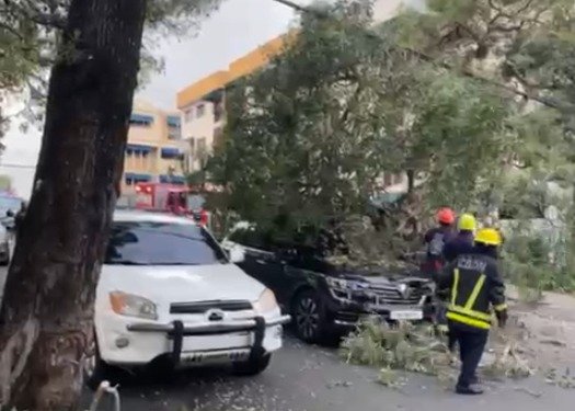 Árbol cae sobre vehículo tras ser impactado por camión en la avenida Doctor Delgado – El Nuevo Diario (República Dominicana)